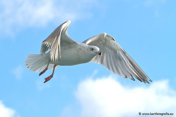 Kust- en Watervogels, Bart Fotografie-372