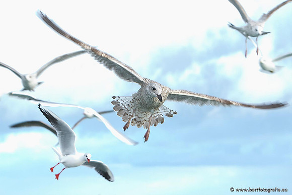 Kust- en Watervogels, Bart Fotografie-373