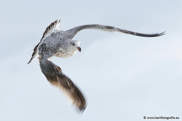 Kust- en Watervogels, Bart Fotografie-374