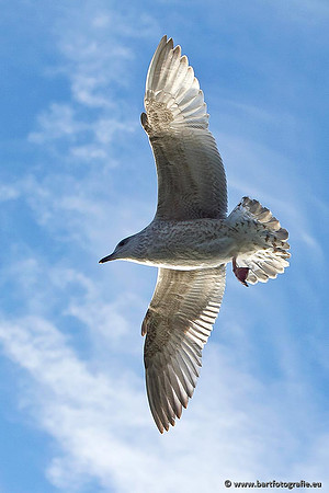 Kust- en Watervogels, Bart Fotografie-376