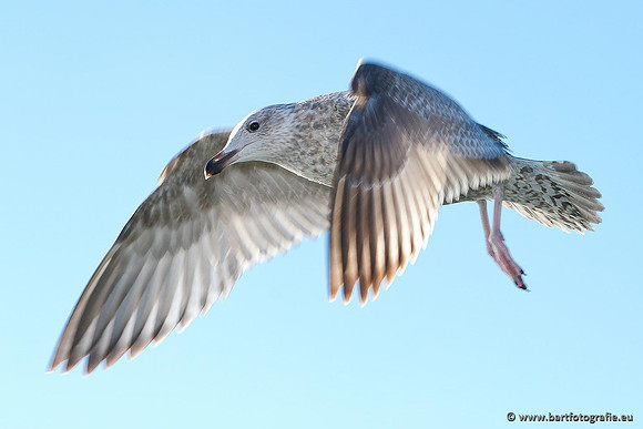 Kust- en Watervogels, Bart Fotografie-378