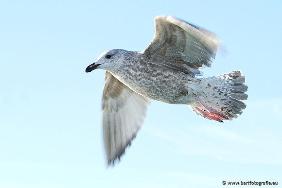 Kust- en Watervogels, Bart Fotografie-379