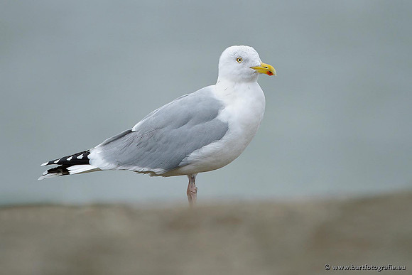 Kust- en Watervogels, Bart Fotografie-380