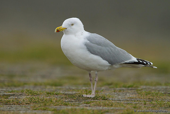 Kust- en Watervogels, Bart Fotografie-381