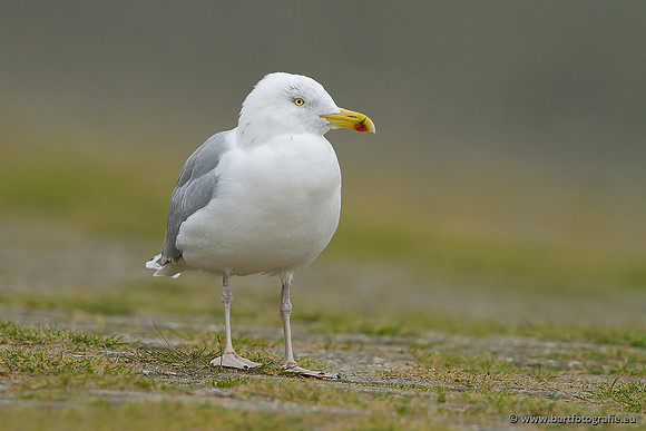 Kust- en Watervogels, Bart Fotografie-382