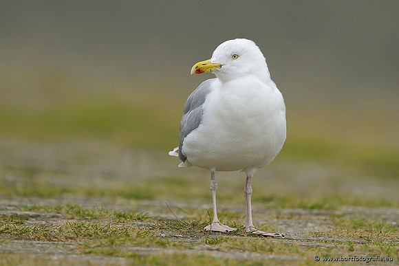 Kust- en Watervogels, Bart Fotografie-383