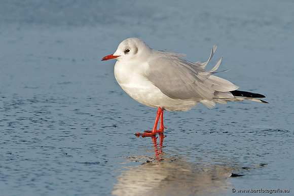 Kust- en Watervogels, Bart Fotografie-385