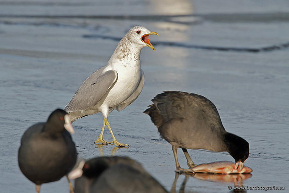 Kust- en Watervogels, Bart Fotografie-386