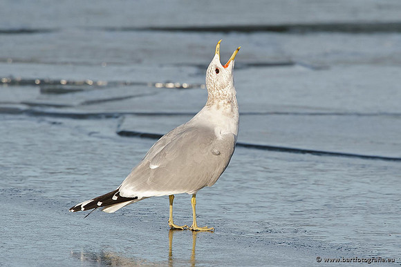 Kust- en Watervogels, Bart Fotografie-387