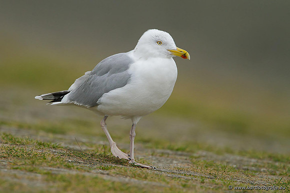 Kust- en Watervogels, Bart Fotografie-384