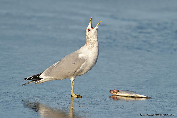 Kust- en Watervogels, Bart Fotografie-388
