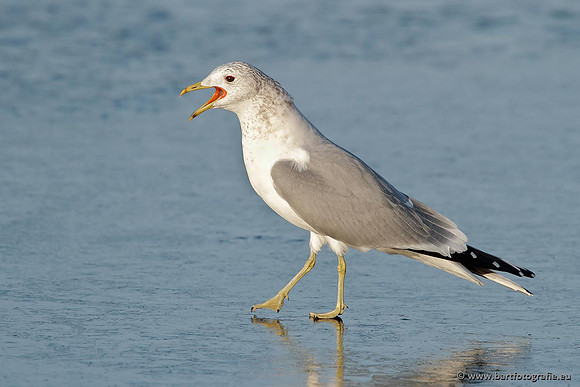 Kust- en Watervogels, Bart Fotografie-389