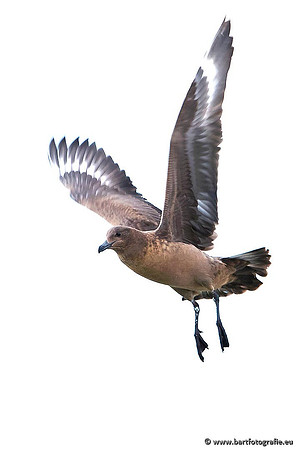 Kust- en Watervogels, Bart Fotografie-390