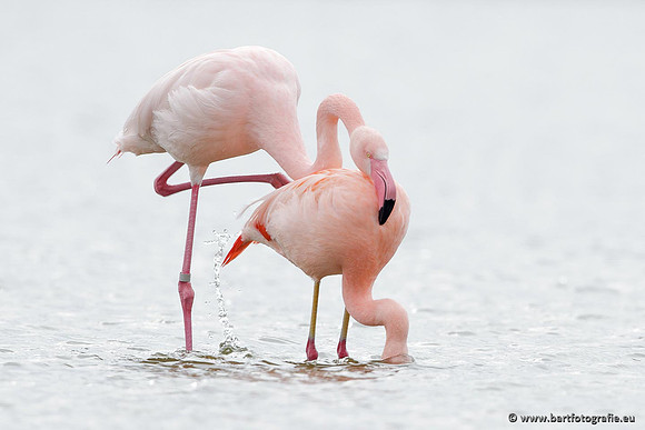 Kust- en Watervogels, Bart Fotografie-391