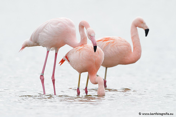 Kust- en Watervogels, Bart Fotografie-392