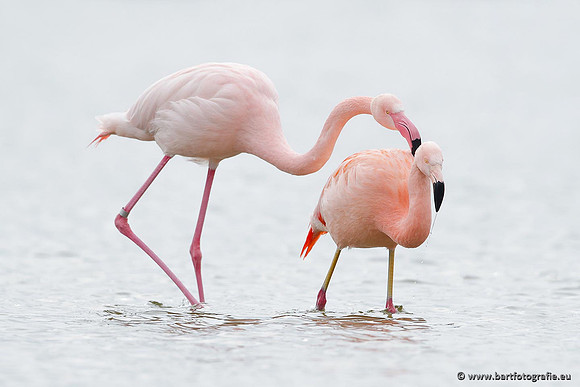 Kust- en Watervogels, Bart Fotografie-393