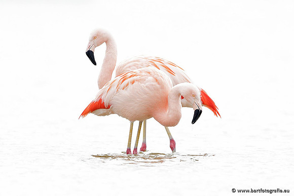 Kust- en Watervogels, Bart Fotografie-394