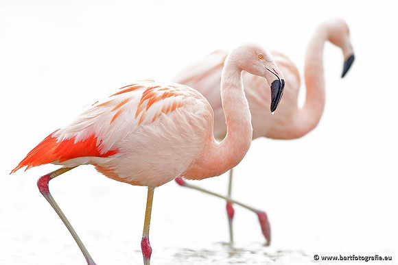 Kust- en Watervogels, Bart Fotografie-397
