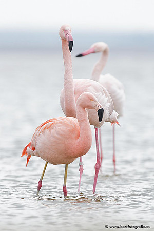 Kust- en Watervogels, Bart Fotografie-398