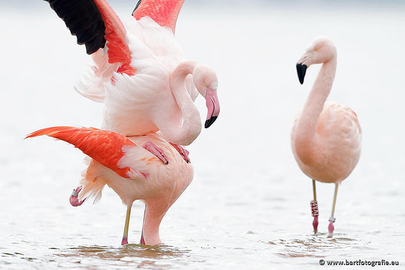 Kust- en Watervogels, Bart Fotografie-401