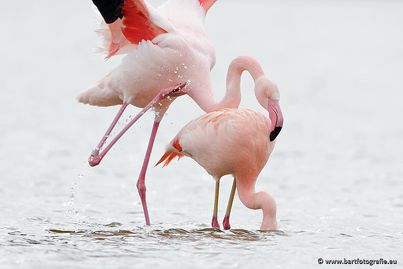Kust- en Watervogels, Bart Fotografie-402
