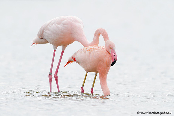 Kust- en Watervogels, Bart Fotografie-407