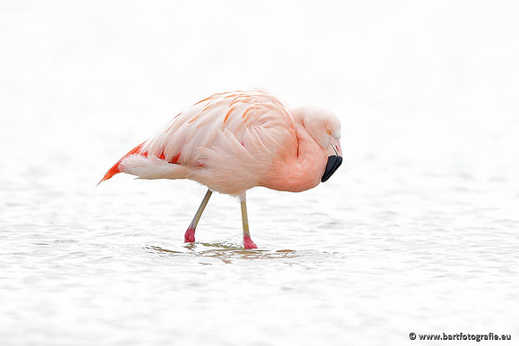 Kust- en Watervogels, Bart Fotografie-409