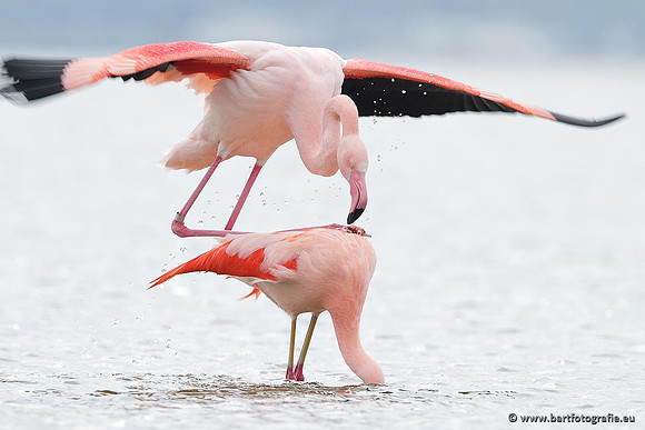 Kust- en Watervogels, Bart Fotografie-404