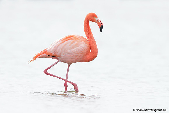 Kust- en Watervogels, Bart Fotografie-411