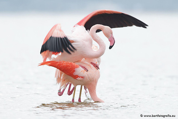 Kust- en Watervogels, Bart Fotografie-412