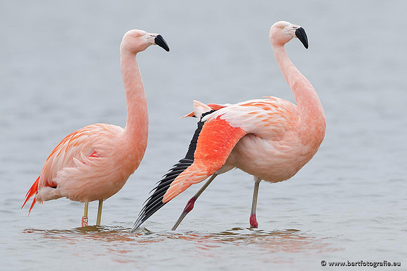 Kust- en Watervogels, Bart Fotografie-408