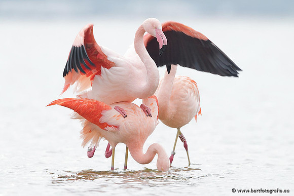 Kust- en Watervogels, Bart Fotografie-413