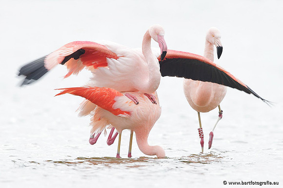 Kust- en Watervogels, Bart Fotografie-414