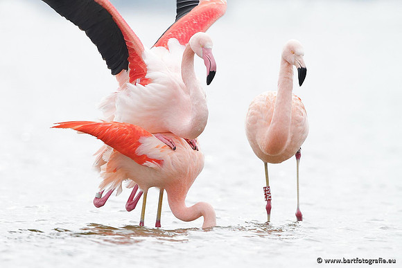 Kust- en Watervogels, Bart Fotografie-415