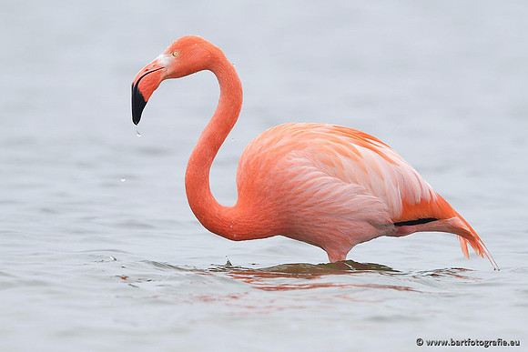 Kust- en Watervogels, Bart Fotografie-416