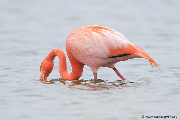 Kust- en Watervogels, Bart Fotografie-417