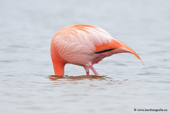 Kust- en Watervogels, Bart Fotografie-418