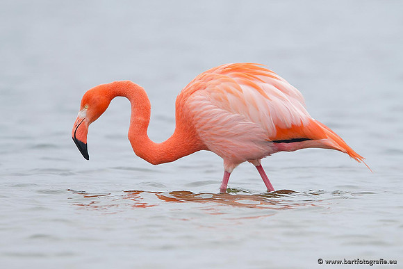 Kust- en Watervogels, Bart Fotografie-419