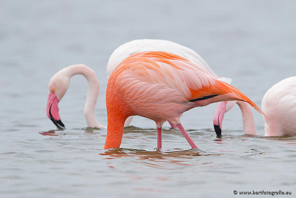Kust- en Watervogels, Bart Fotografie-420