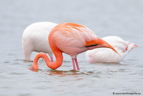 Kust- en Watervogels, Bart Fotografie-421