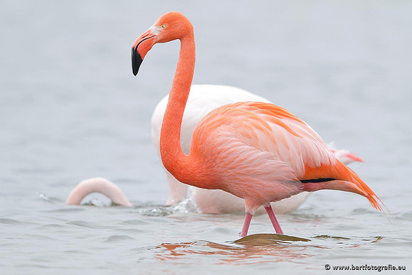 Kust- en Watervogels, Bart Fotografie-422