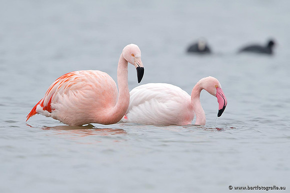 Kust- en Watervogels, Bart Fotografie-423