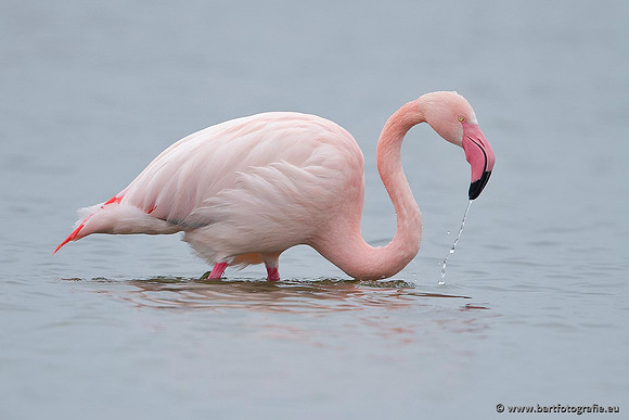 Kust- en Watervogels, Bart Fotografie-424