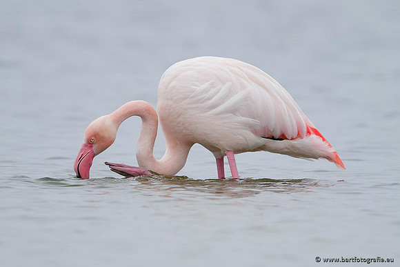 Kust- en Watervogels, Bart Fotografie-425