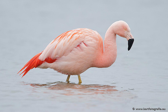 Kust- en Watervogels, Bart Fotografie-426