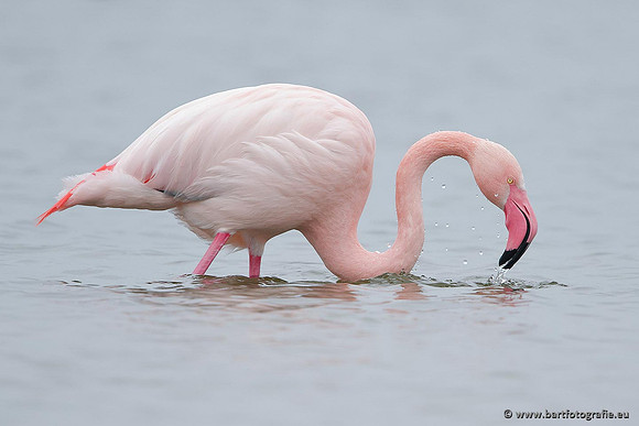 Kust- en Watervogels, Bart Fotografie-427