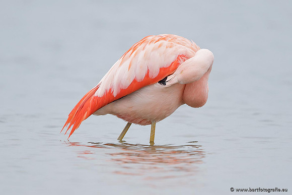 Kust- en Watervogels, Bart Fotografie-428