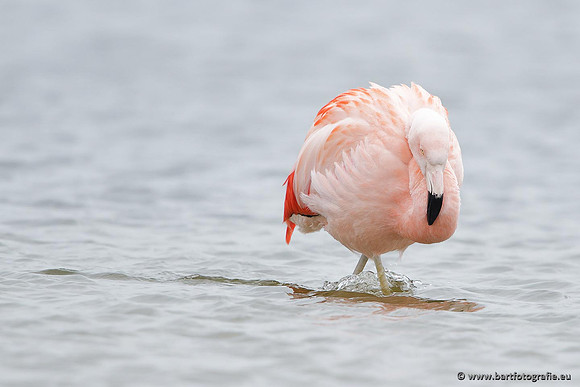 Kust- en Watervogels, Bart Fotografie-429