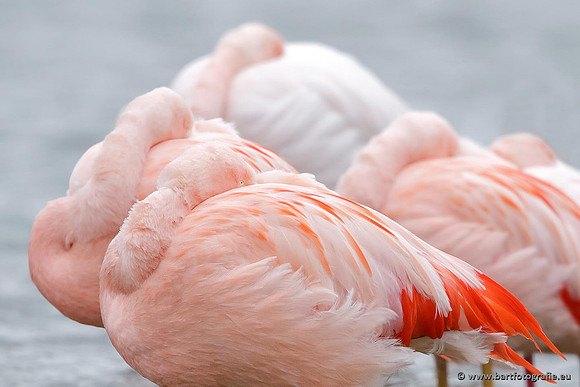 Kust- en Watervogels, Bart Fotografie-430