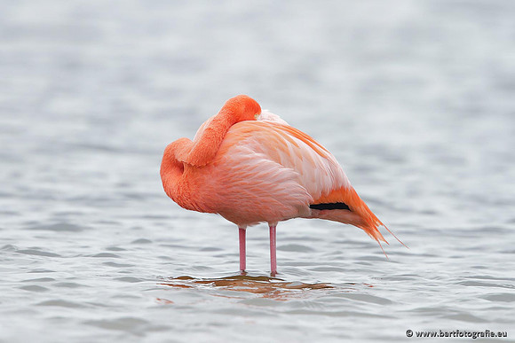 Kust- en Watervogels, Bart Fotografie-431